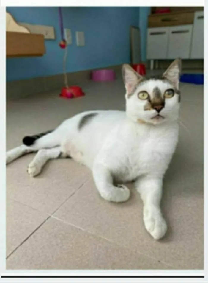 Gato ra a srd bicolor  idade 2 anos nome SADAN