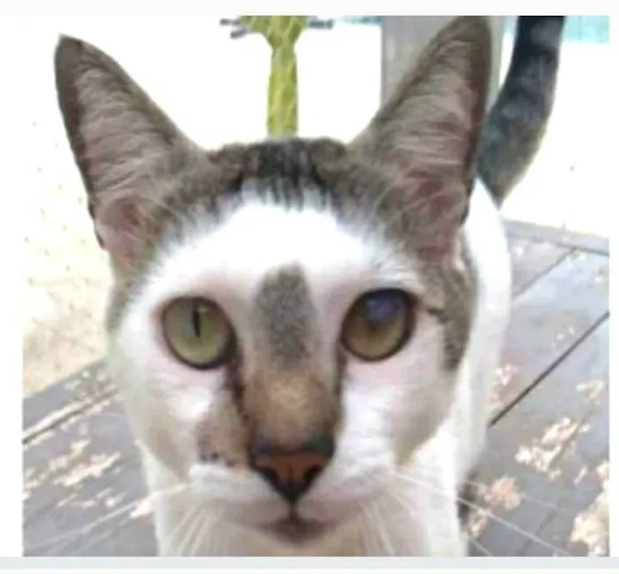 Gato ra a srd bicolor  idade 2 anos nome SADAN