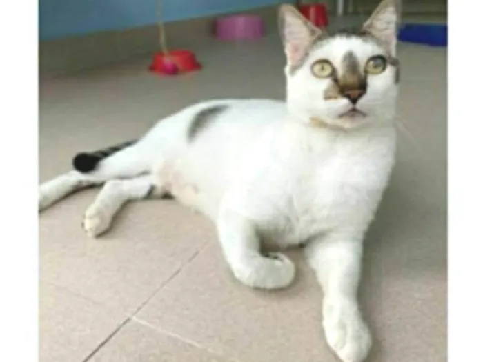 Gato ra a srd bicolor  idade 2 anos nome SADAN
