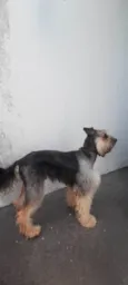 Duke
