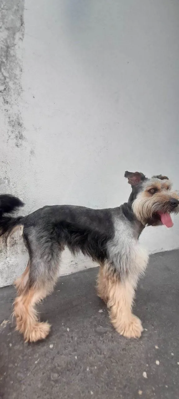 Cachorro ra a SRD-ViraLata idade 2 anos nome Duke