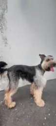 Duke