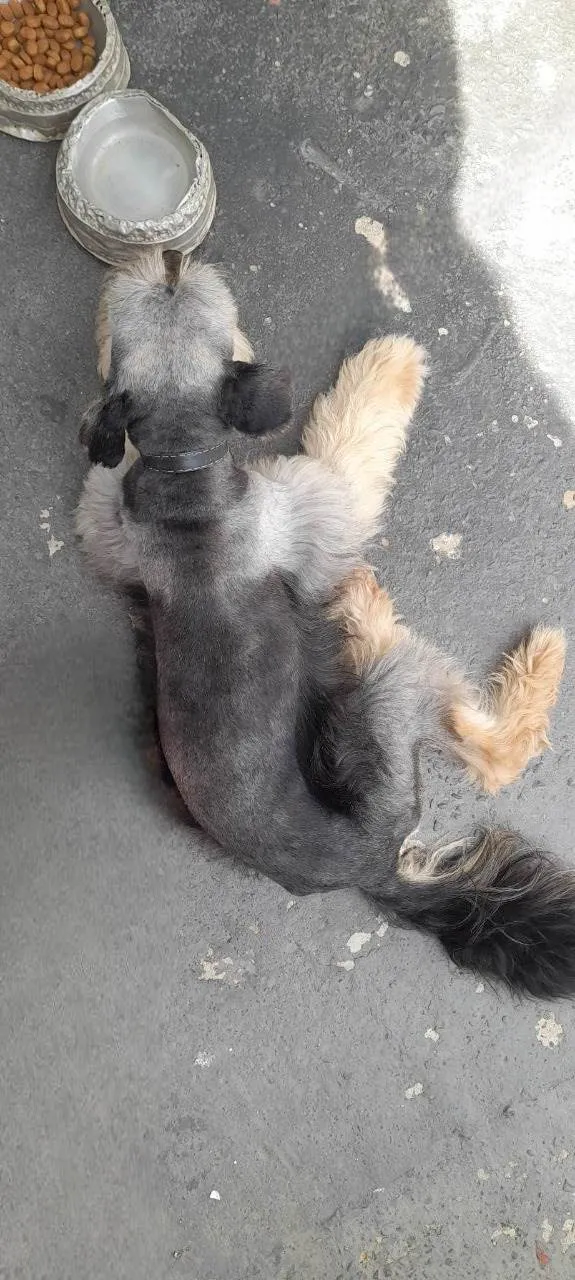 Cachorro ra a SRD-ViraLata idade 2 anos nome Duke