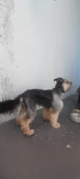 Duke