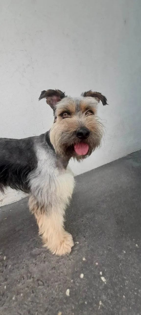 Cachorro ra a SRD-ViraLata idade 2 anos nome Duke