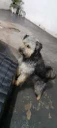 Duke