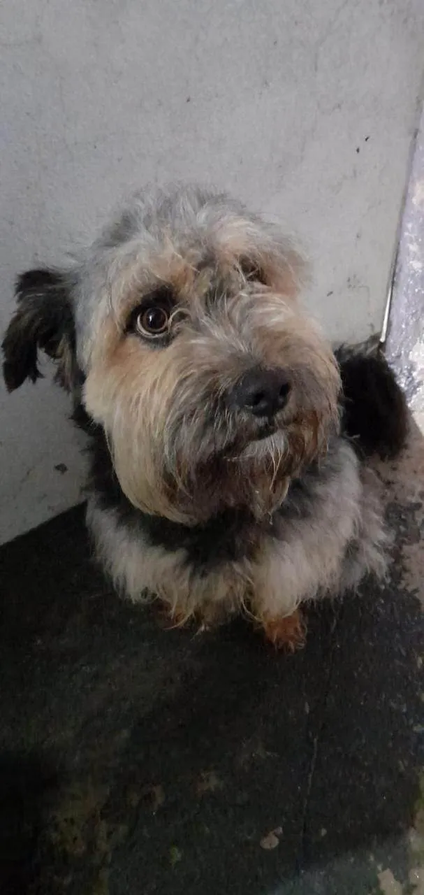 Cachorro ra a SRD-ViraLata idade 2 anos nome Duke