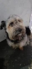 Duke