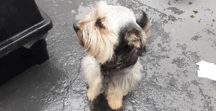Cachorro ra a SRD-ViraLata idade 2 anos nome Duke