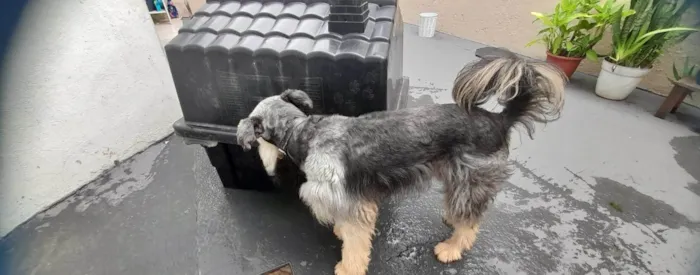 Cachorro ra a SRD-ViraLata idade 2 anos nome Duke