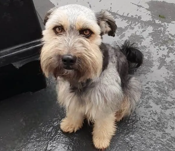 Cachorro ra a SRD-ViraLata idade 2 anos nome Duke