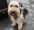 Duke
