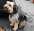 Duke