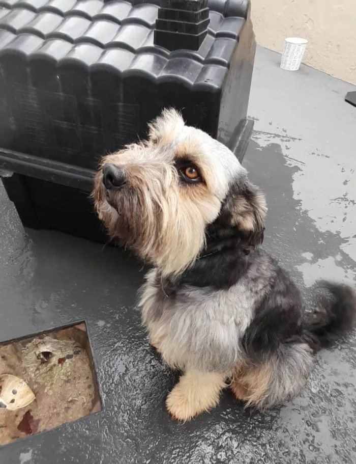 Cachorro ra a SRD-ViraLata idade 2 anos nome Duke