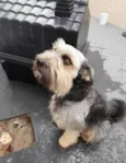 Duke
