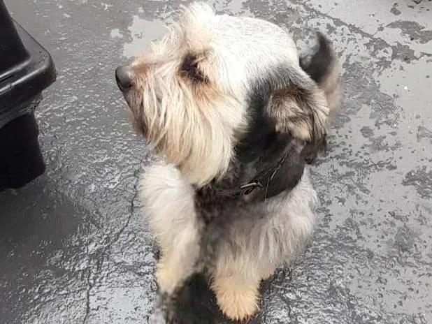 Cachorro ra a SRD-ViraLata idade 2 anos nome Duke