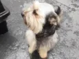 Duke