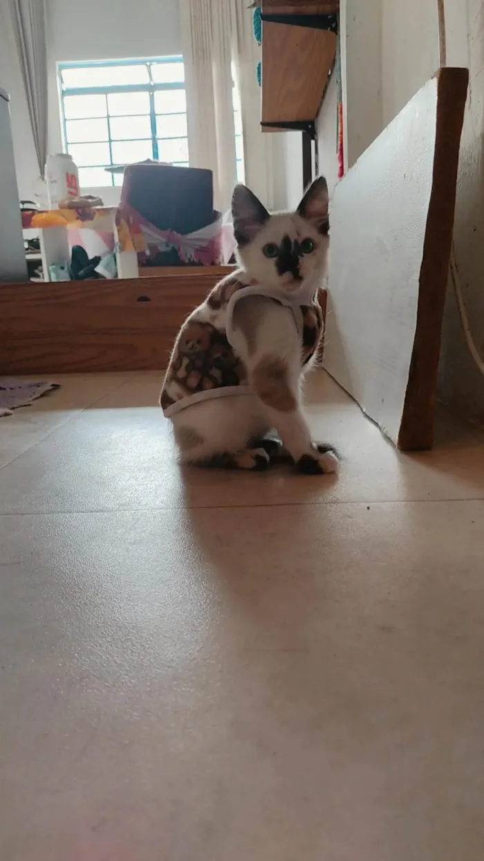 Gato ra a SRD-ViraLata idade 2 a 6 meses nome Mandy