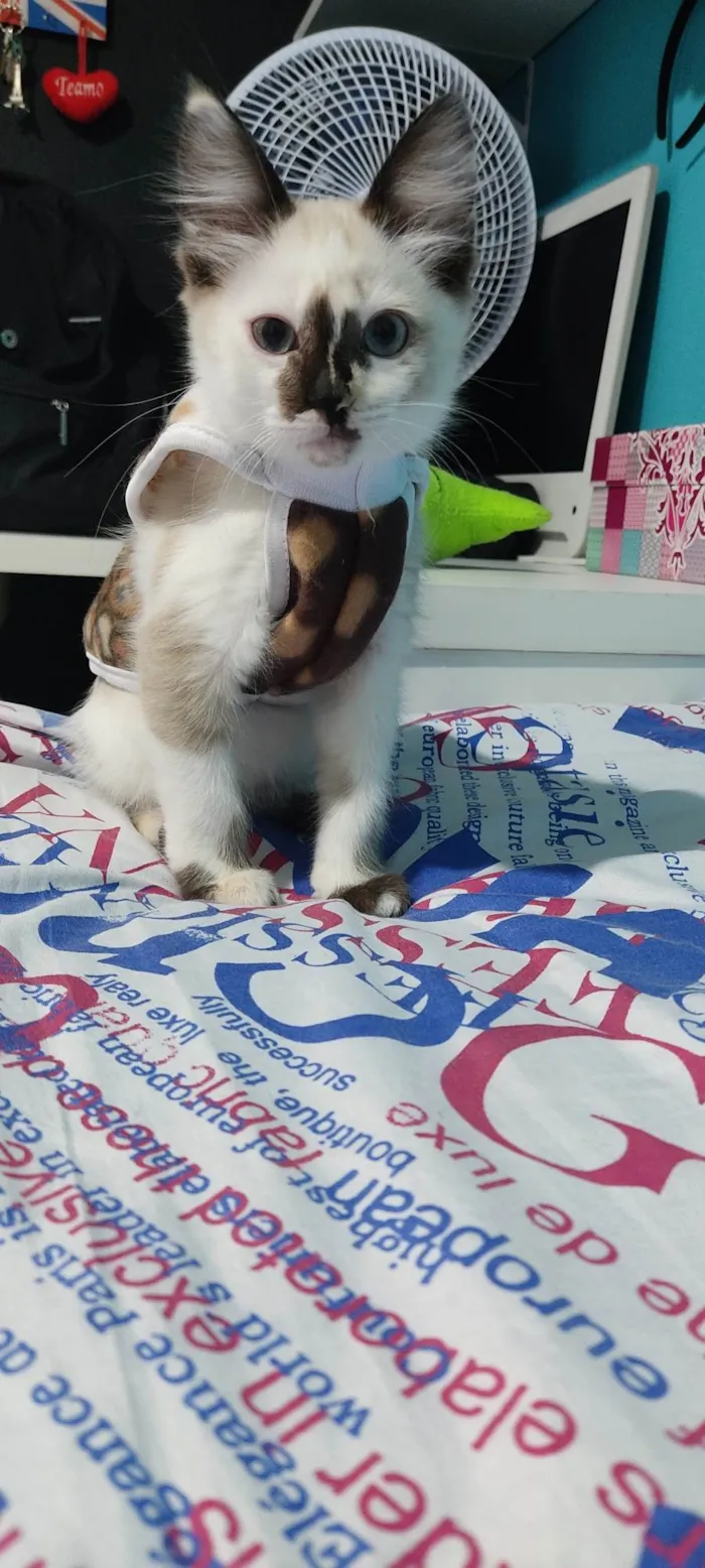 Gato ra a SRD-ViraLata idade 2 a 6 meses nome Mandy