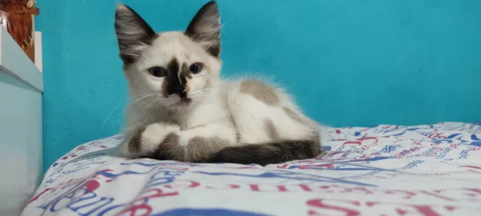 Gato ra a SRD-ViraLata idade 2 a 6 meses nome Mandy
