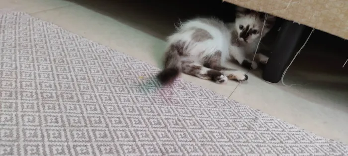 Gato ra a SRD-ViraLata idade 2 a 6 meses nome Mandy