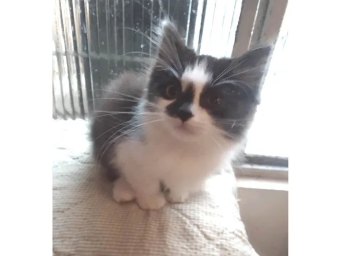 Gato raça SRD-ViraLata idade 2 a 6 meses nome Ringo