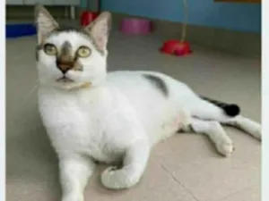 Gato raça srd bicolor  idade 2 anos nome SADAN