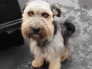 Cachorro raça SRD-ViraLata idade 2 anos nome Duke