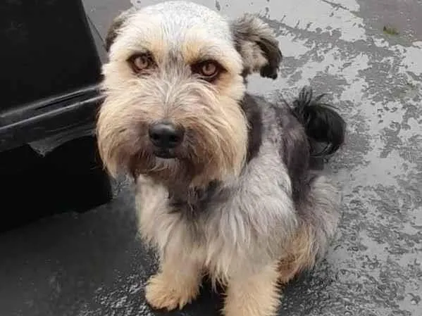 Cachorro ra a SRD-ViraLata idade 2 anos nome Duke