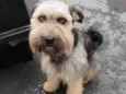 Duke