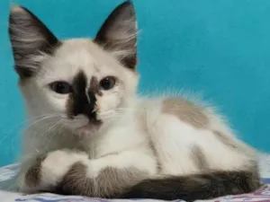 Gato raça SRD-ViraLata idade 2 a 6 meses nome Mandy
