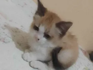 Gato raça SRD-ViraLata idade 2 a 6 meses nome Simba