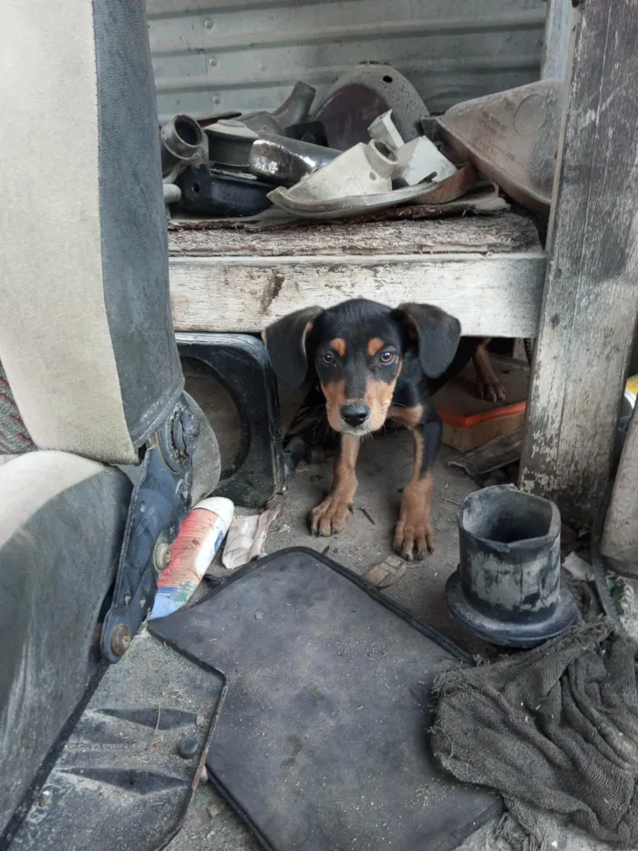 Cachorro ra a Srd idade 2 a 6 meses nome Sem nome