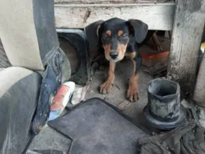 Cachorro raça Srd idade 2 a 6 meses nome Sem nome