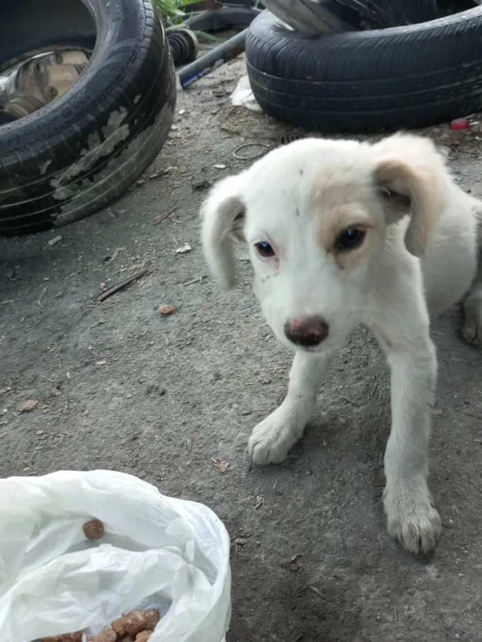 Cachorro ra a SRD-ViraLata idade 2 a 6 meses nome Sem nome