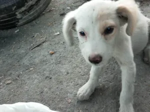 Cachorro raça SRD-ViraLata idade 2 a 6 meses nome Sem nome