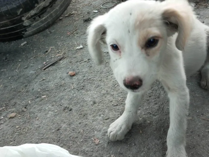 Cachorro ra a SRD-ViraLata idade 2 a 6 meses nome Sem nome