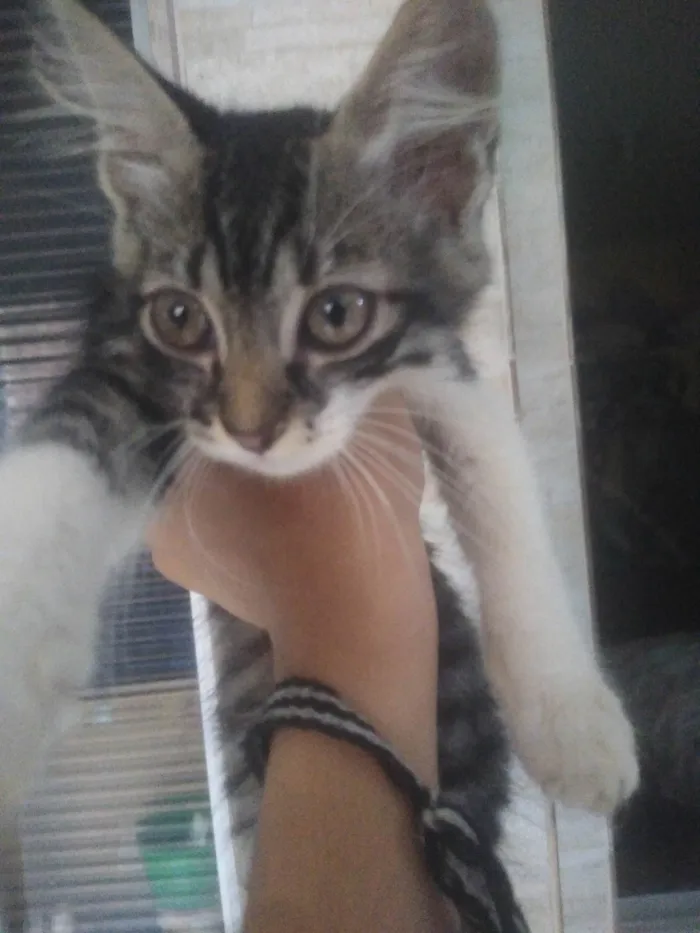 Gato raça  idade 2 a 6 meses nome Maze e Muniz