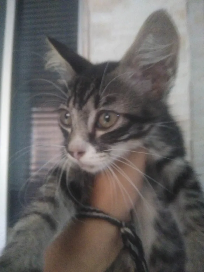 Gato raça  idade 2 a 6 meses nome Maze e Muniz