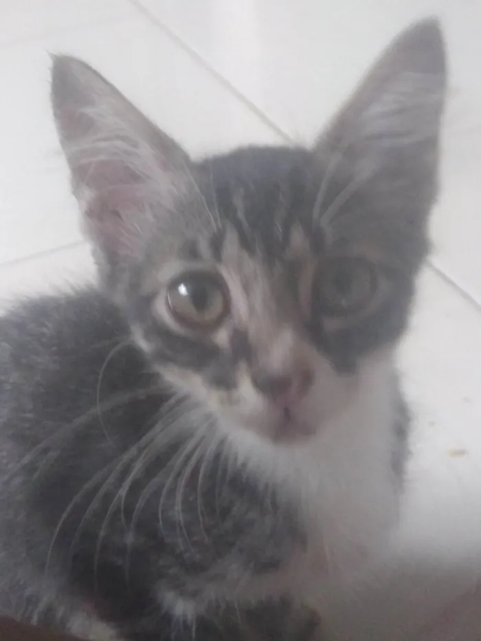 Gato raça  idade 2 a 6 meses nome Maze e Muniz