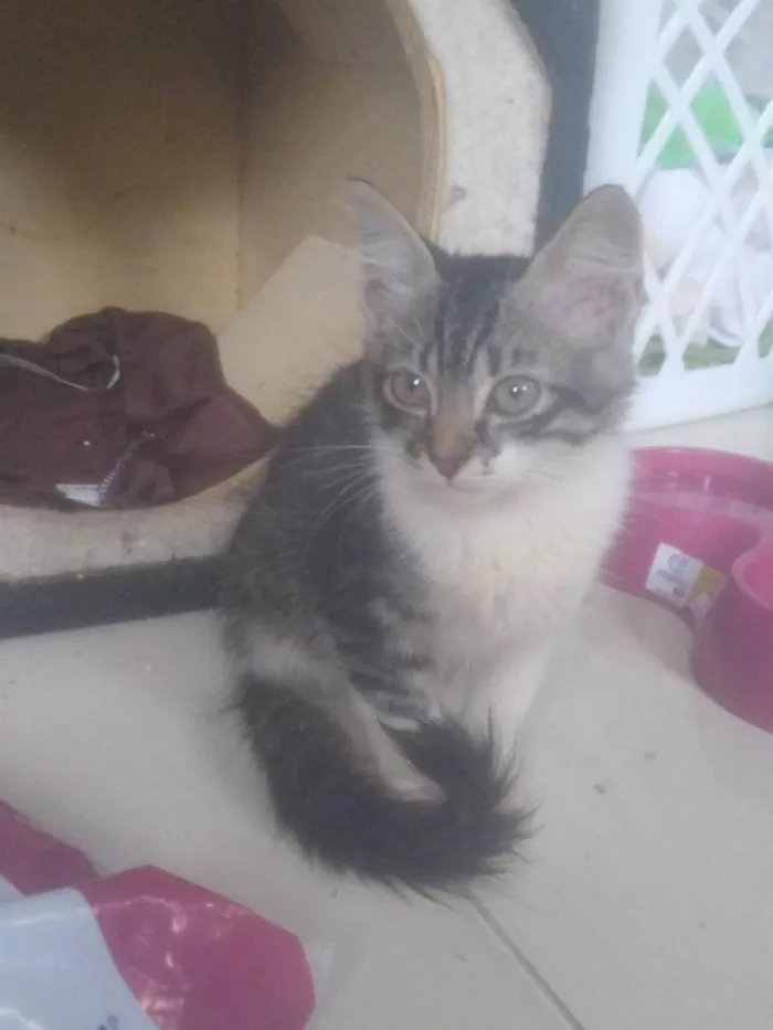 Gato raça  idade 2 a 6 meses nome Maze e Muniz