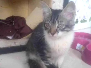 Gato raça  idade 2 a 6 meses nome Maze e Muniz