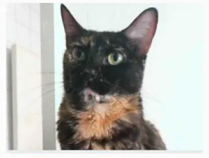 Gato raça srd escaminha rosét  idade 5 anos nome MAG
