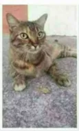 JULLY