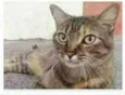 JULLY