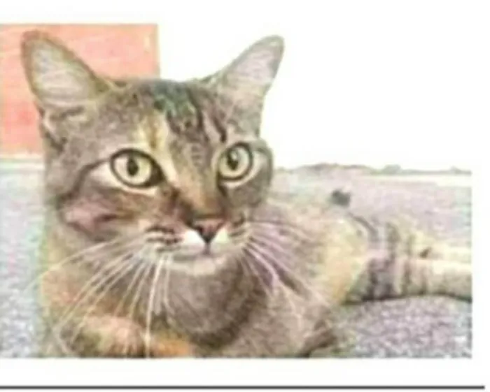 Gato ra a srd tigradinha  idade 2 anos nome JULLY
