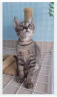 ROMEO