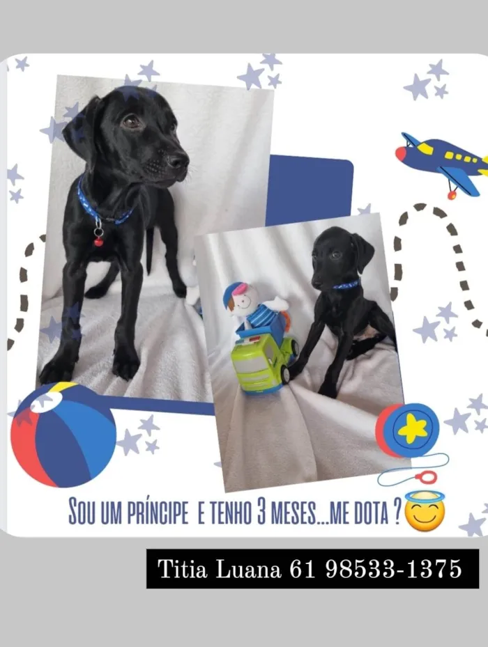 Cachorro ra a Labrador com Shih tzu idade 2 a 6 meses nome Não tem nome