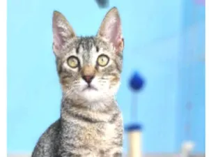 Gato raça srd tigradinho idade 2 a 6 meses nome ROMEO