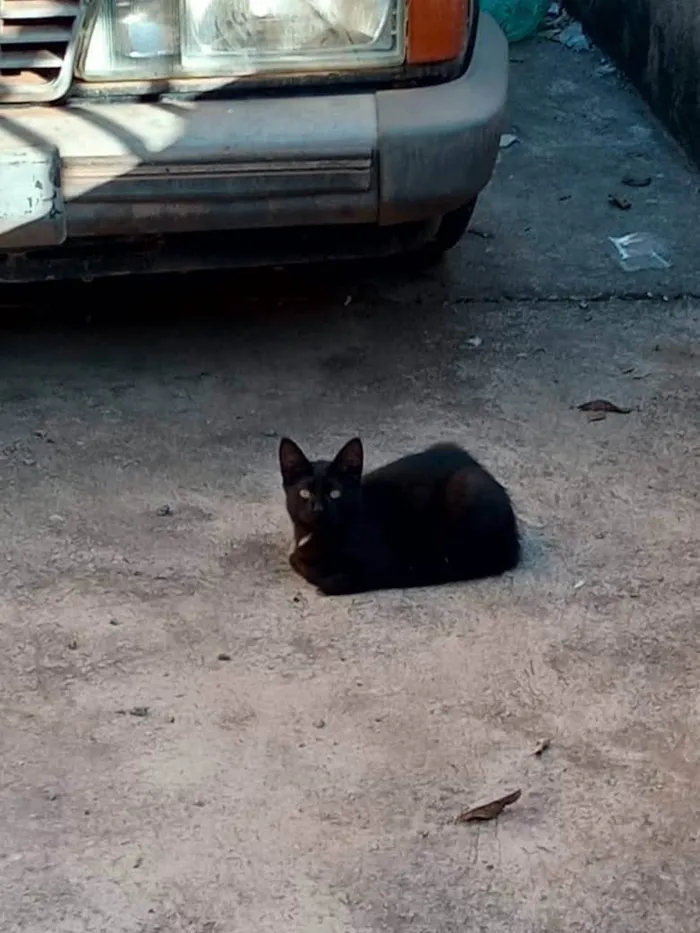 Gato ra a Sem raça definida  idade 7 a 11 meses nome Sem nome